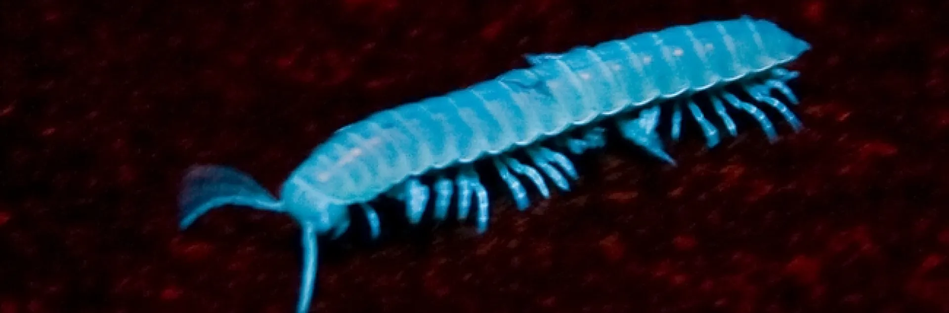 This millipede (Xystocheir dissecta) glows under ultraviolet light. Alexander Nguyen of the UC Davis Entomology Club captured this image on Alcatraz, during one of UC Davis forensic entomologist Robert Kimsey's field trips.