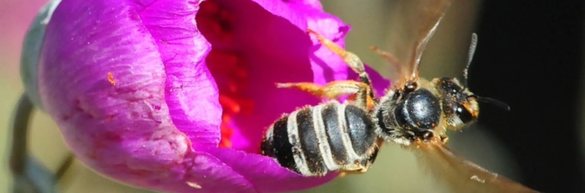 Sweat bee, Halictus farinosus, prepares to leave one flower for another. (Photo by Kathy Keatley Garvey)