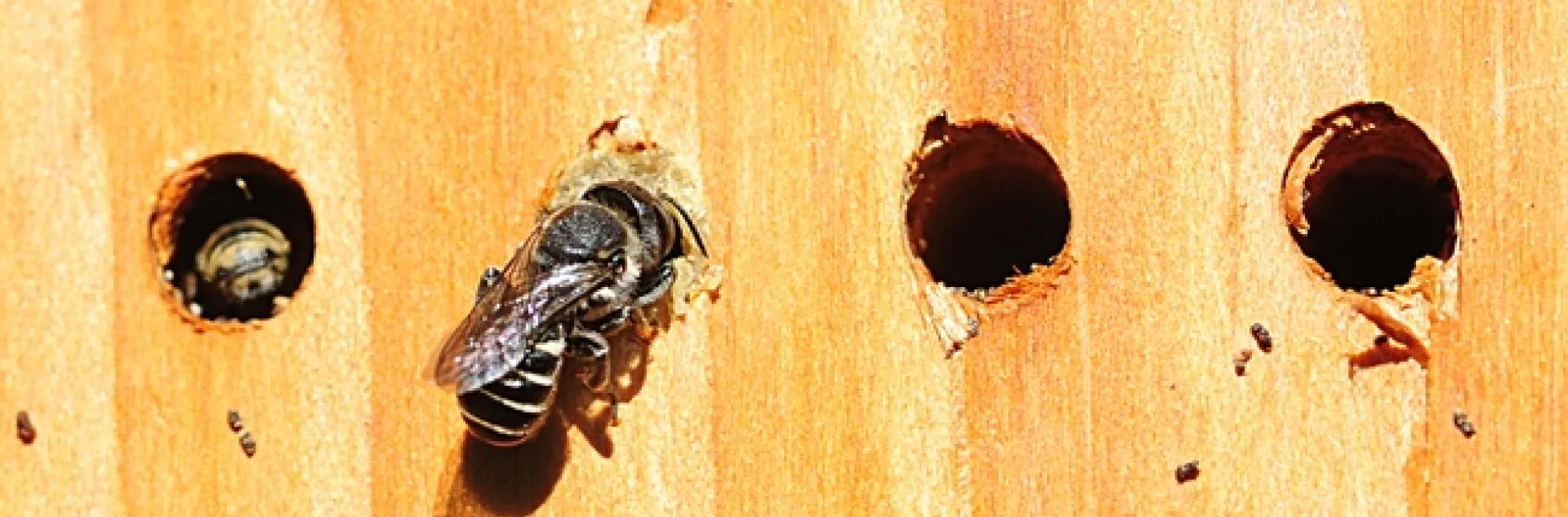 Newly emerged leafcutter bee outside her nest. (Photo by Kathy Keatley Garvey)