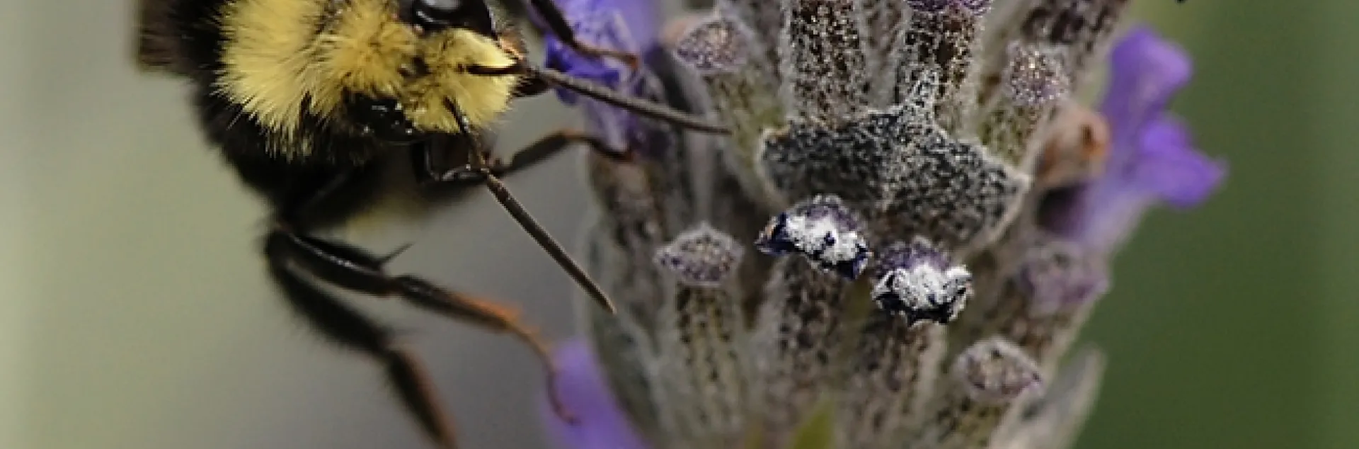 Yellow-faced bumble bee nectaring lavender. (Photo by Kathy Keatley Garvey)