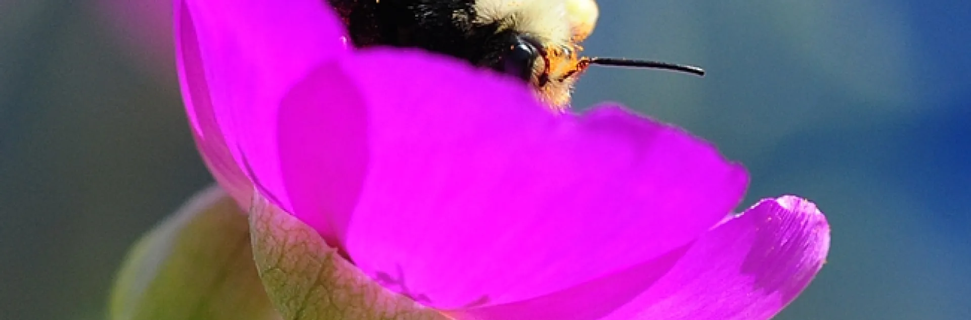 ORNAMENTAL--A bumble bee visiting a rock purslane. (Photo by Kathy Keatley Garvey)