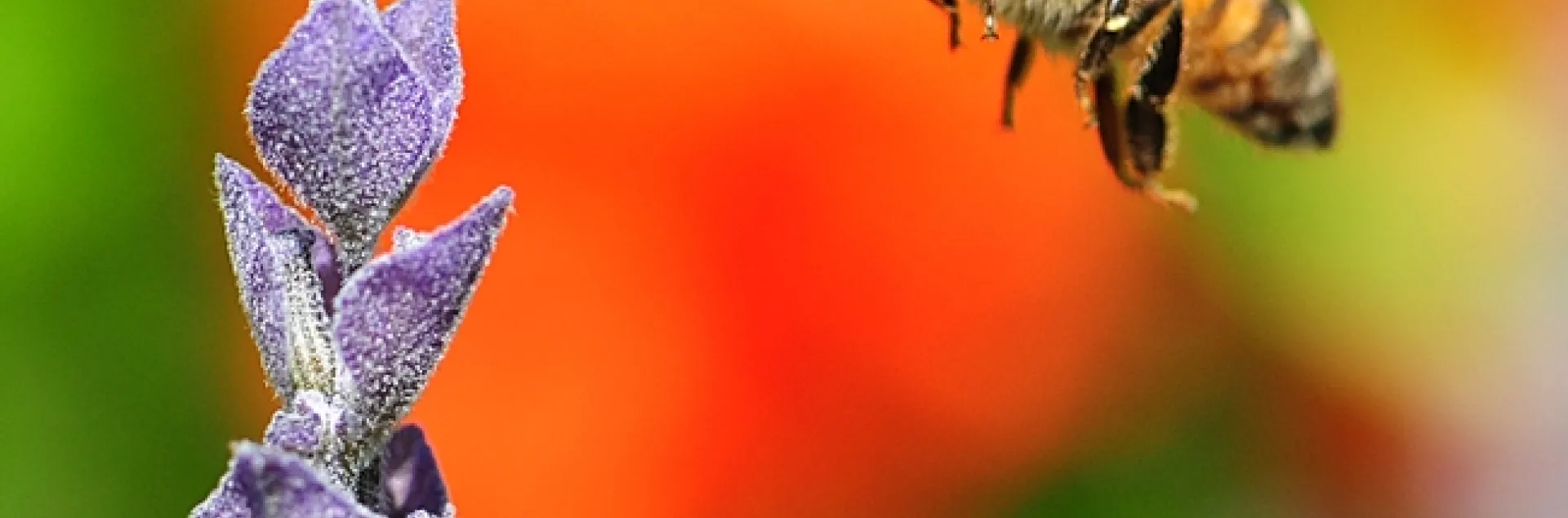 Italian honey bee heading toward lavender. (Photo by Kathy Keatley Garvey)
