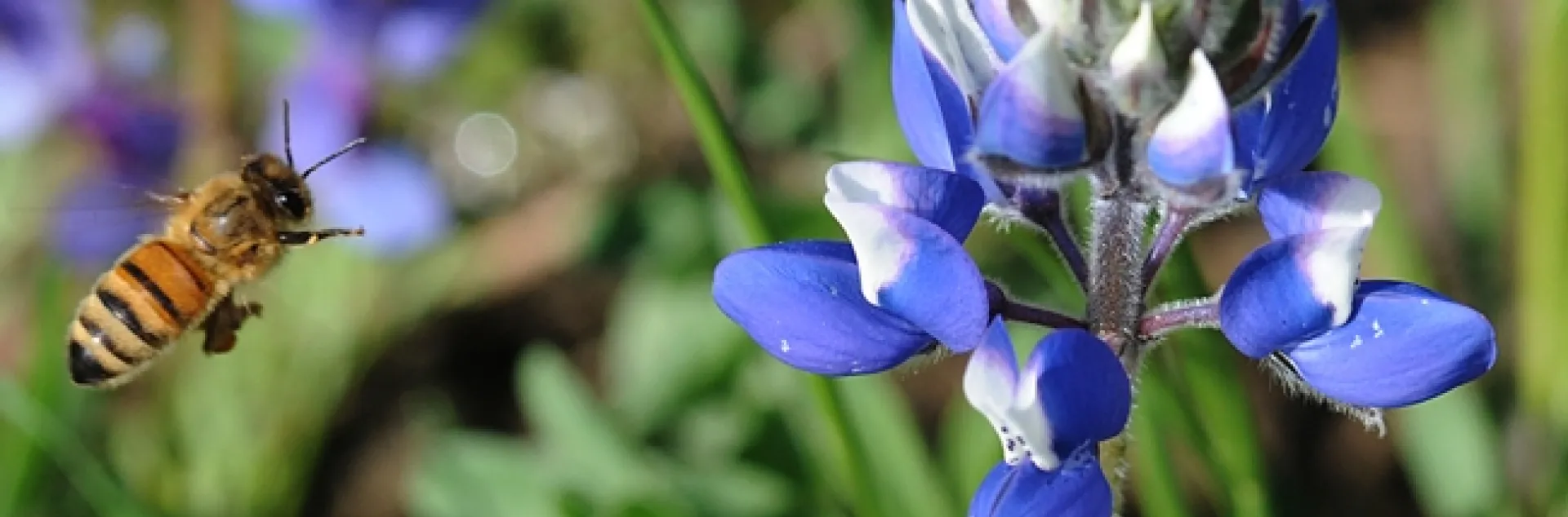 Honey bee heading for blue lupine. (Photo by Kathy Keatley Garvey)