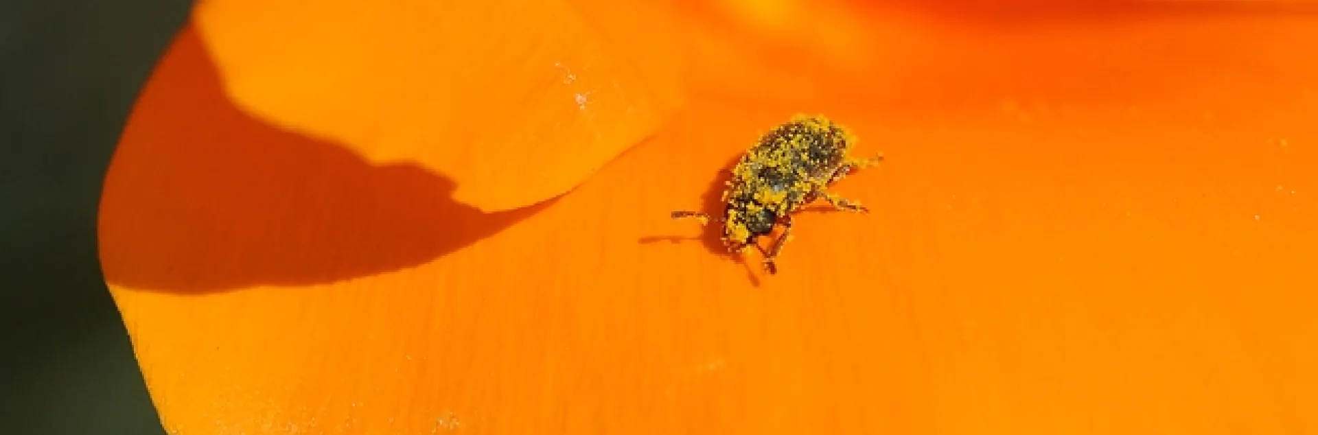Melyrid beetle (Endeodes insularis) on a poppy petal. (Photo y Kathy Keatley Garvey)