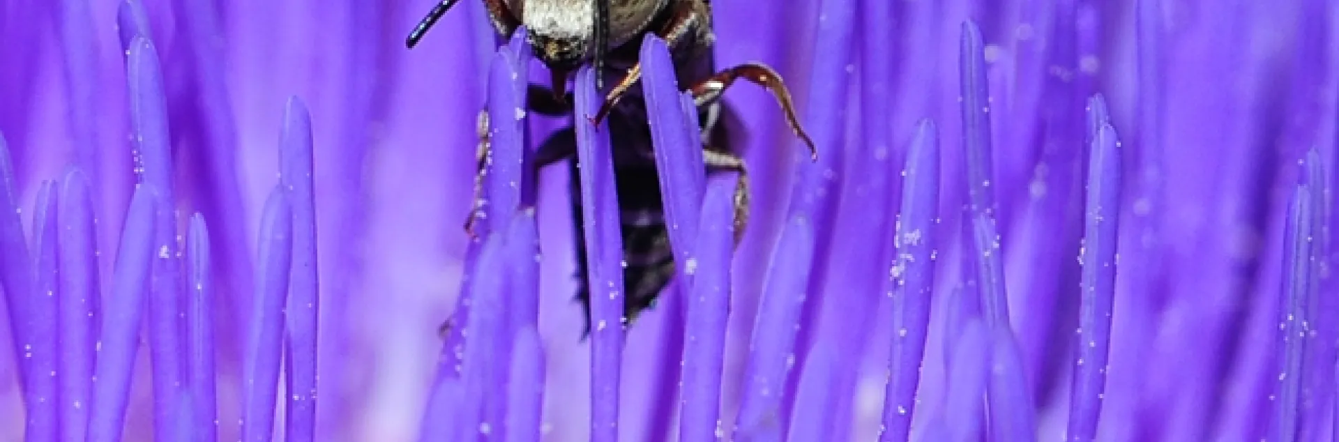 Male cuckoo leafcutting bee (genus Coelioxys) emerges from the purple strands of an artichoke blossom. (Photo by Kathy Keatley Garvey)