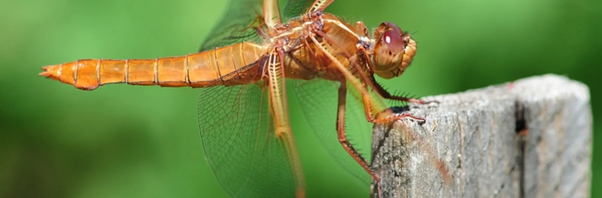 Flame skimmer perched on a tomato plant-stake. (Photo by Kathy Keatley Garvey)