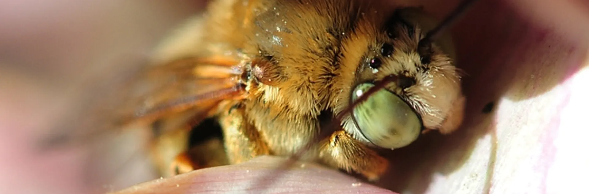 Long-horned sunflower bee tucked in a flowering artichoke. (Photo by Kathy Keatley Garvey)
