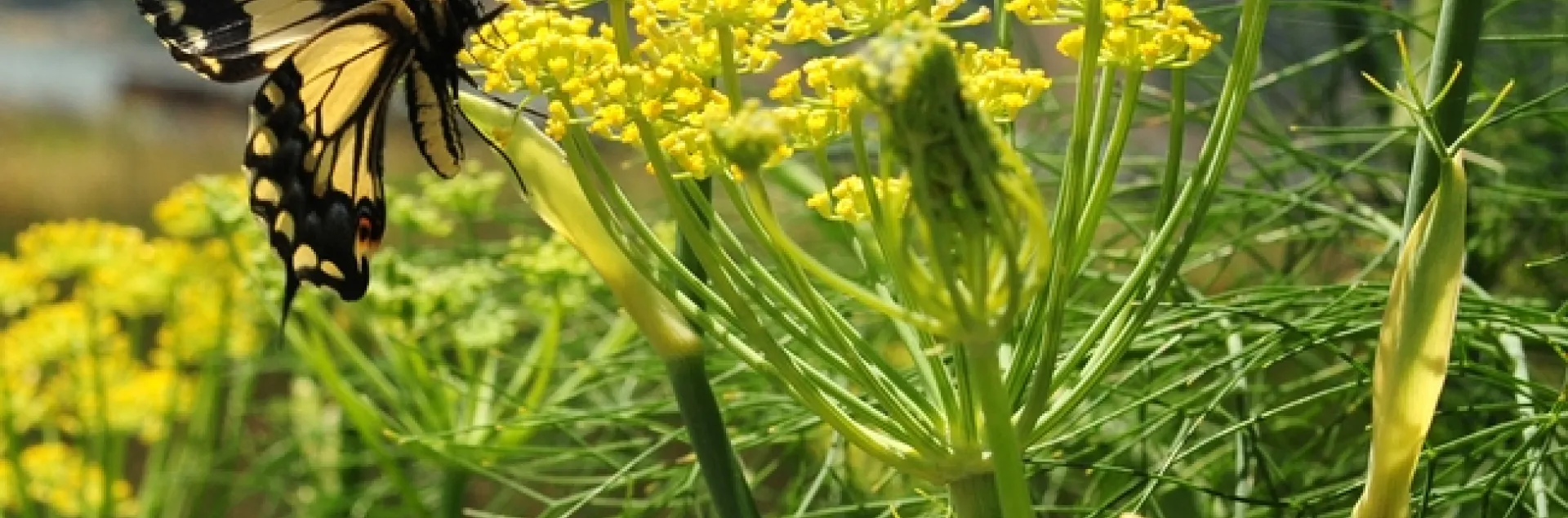 Female anise swallowtail,Papilio zelicaon, as identified by butterfly expert Art Shapiro of UC Davis, visiting anise at the Benicia Marina. (Photo by Kathy Keatley Garvey)