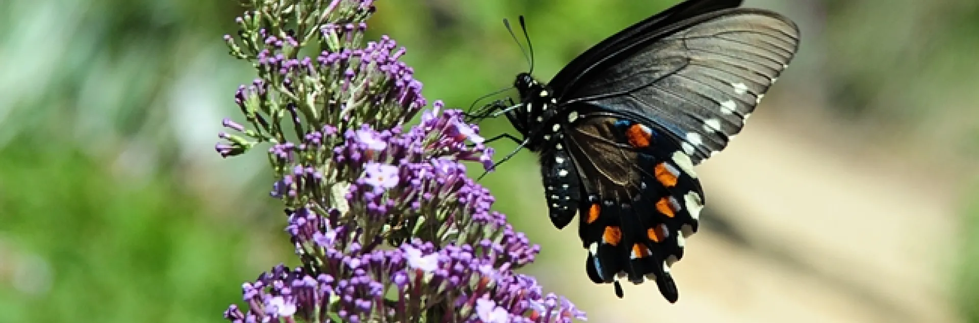 Pipevine swallowtail visiting the Storer Garden, UC Davis. (Photo by Kathy Keatley Garvey)