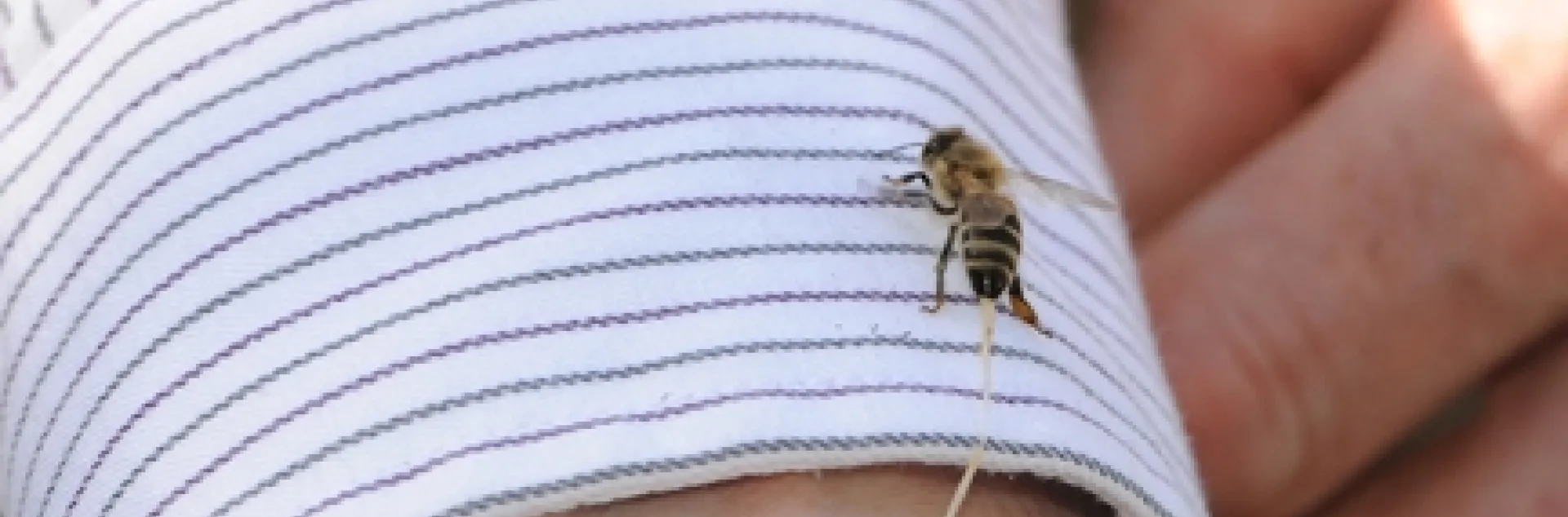 FIRST PHOTO--When honey bees sting, it's usually a clean break. Extension apiculturist Eric Mussen getting stung. (Copyrighted, All Rights Reserved, Photo by Kathy Keatley Garvey)