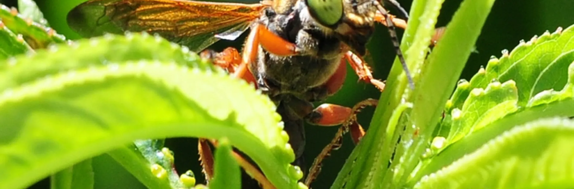 Green-eyed wasp, genus Tachytes, in a nectarine tree. This one is a female, as identified by Lynn Kimsey, director of the Bohart Museum of Entomology. (Photo by Kathy Keatley Garvey)
