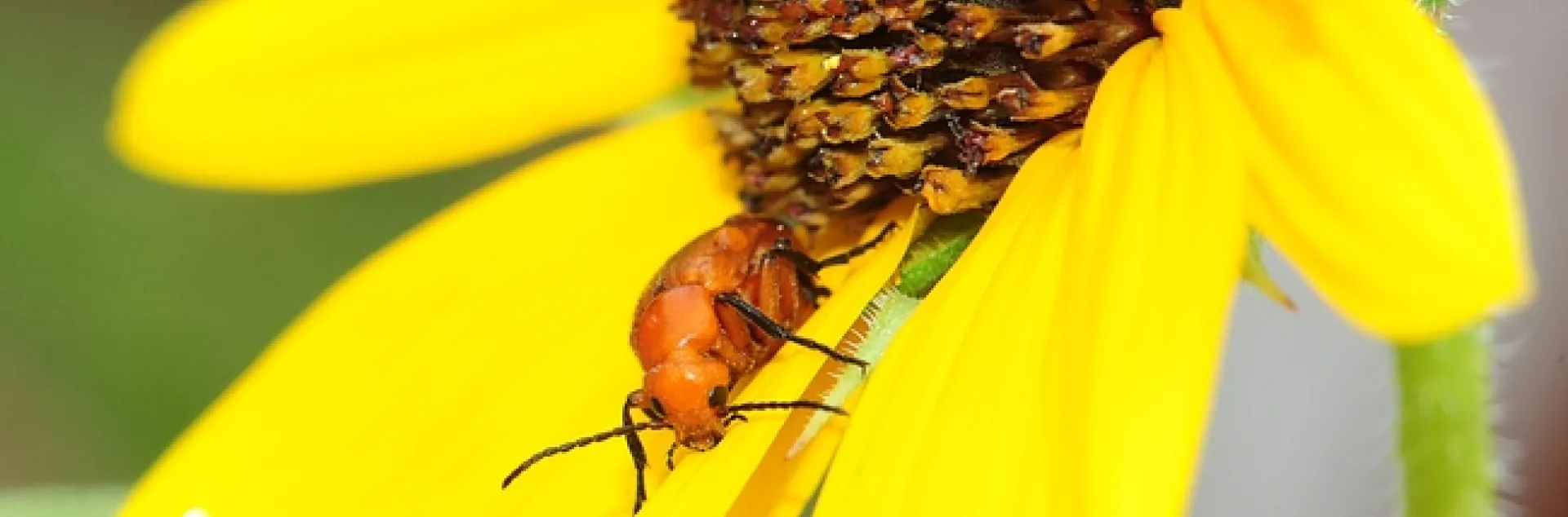 Meloid blister beetle, which produces a toxin known as cantharidin, peers at the camera. (Photo by Kathy Keatley Garvey)
