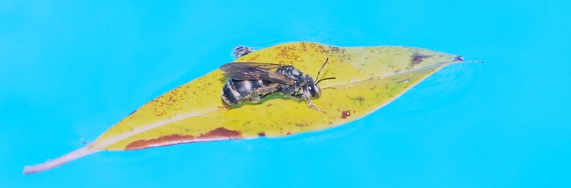 Summertime...and the living is easy...A female sweat bee, genus Halictus, floats on a leaf in a swimming pool. (Photo by Kathy Keatley Garvey)