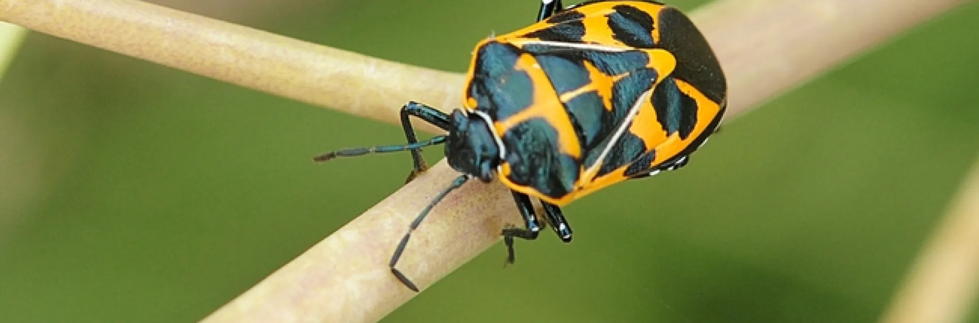 Harlequin bug, Murgantia histronica, on weeds at the Benicia Marina. (Photo by Kathy Keatley Garvey)
