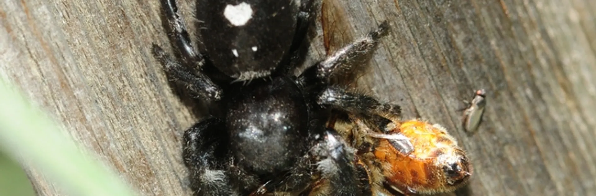 Jumping spider eating a honey bee. (Photo by Kathy Keatley Garvey)