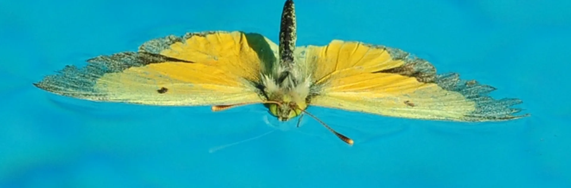 Alfalfa butterfly, Colias eurytheme, lands in a swimming pool. (Photo by Kathy Keatley Garvey)