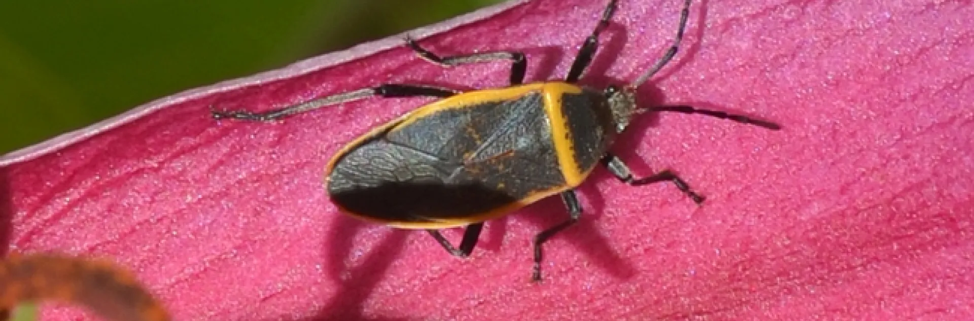 This "mystery bug" is a largid in the group of insects called bordered plant bugs, says Lynn Kimsey, director of the Bohart Museum of Entomology. (Photo by Holly Millener)