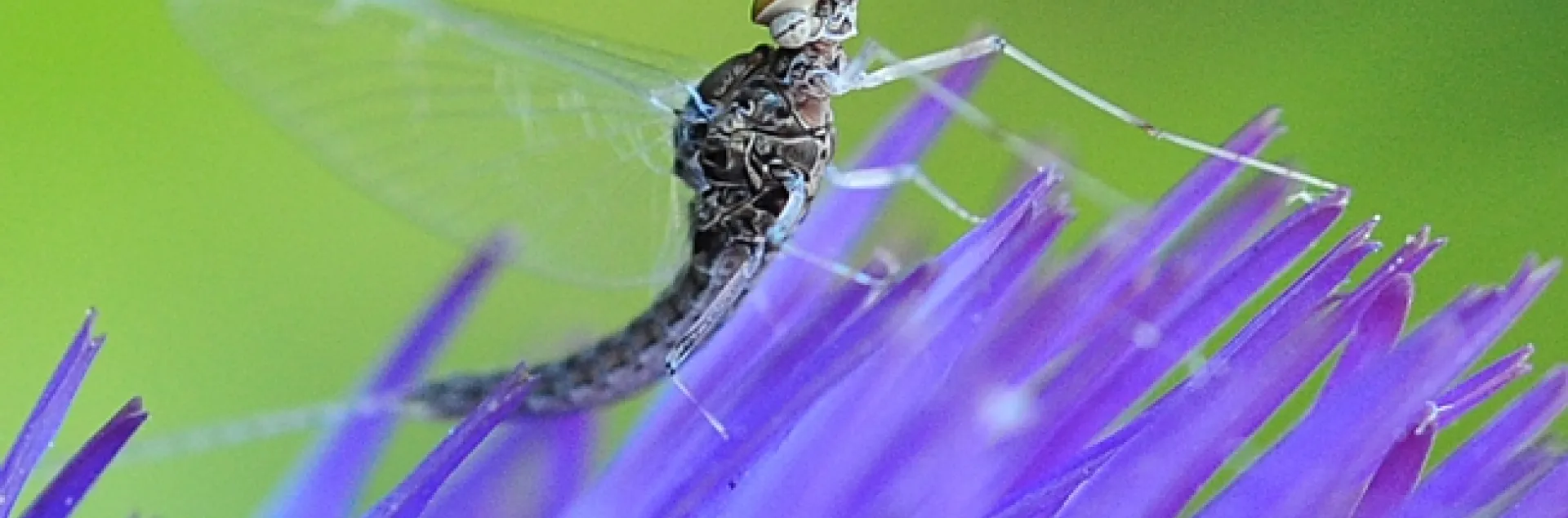 Mayfly, from the family Baetidae, rests on a flowering artichoke. (Photo by Kathy Keatley Garvey)