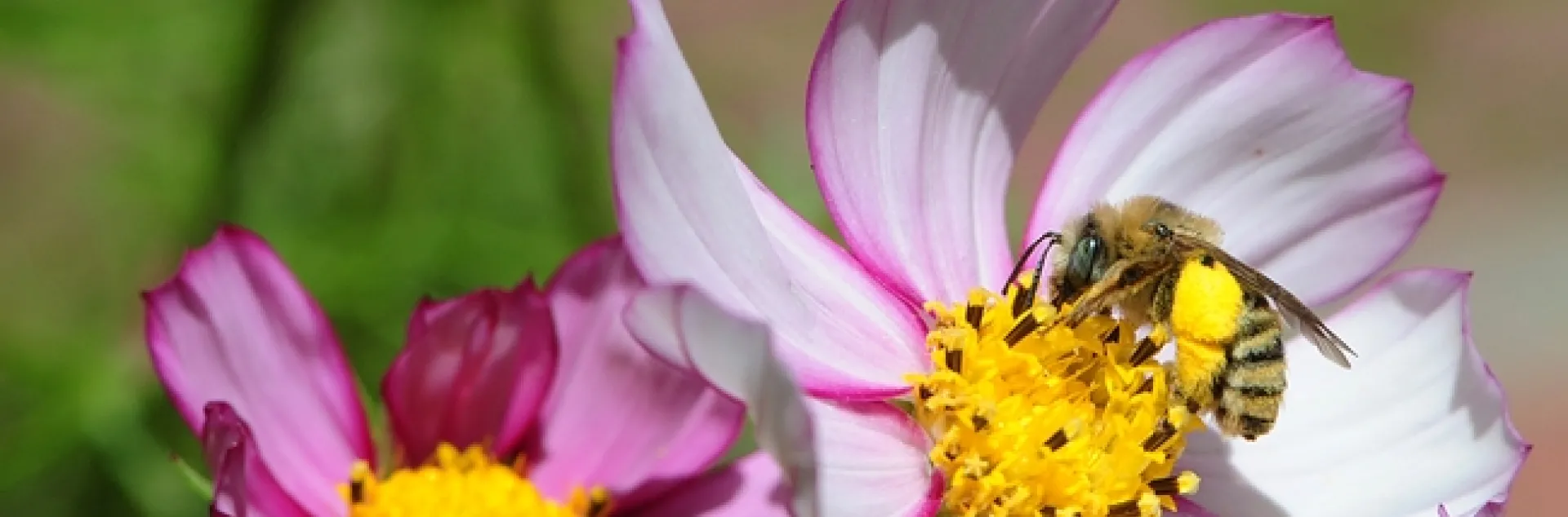 Sunflower bee (Svastra spp.) foraging on cosmos. (Photo by Kathy Keatley Garvey)