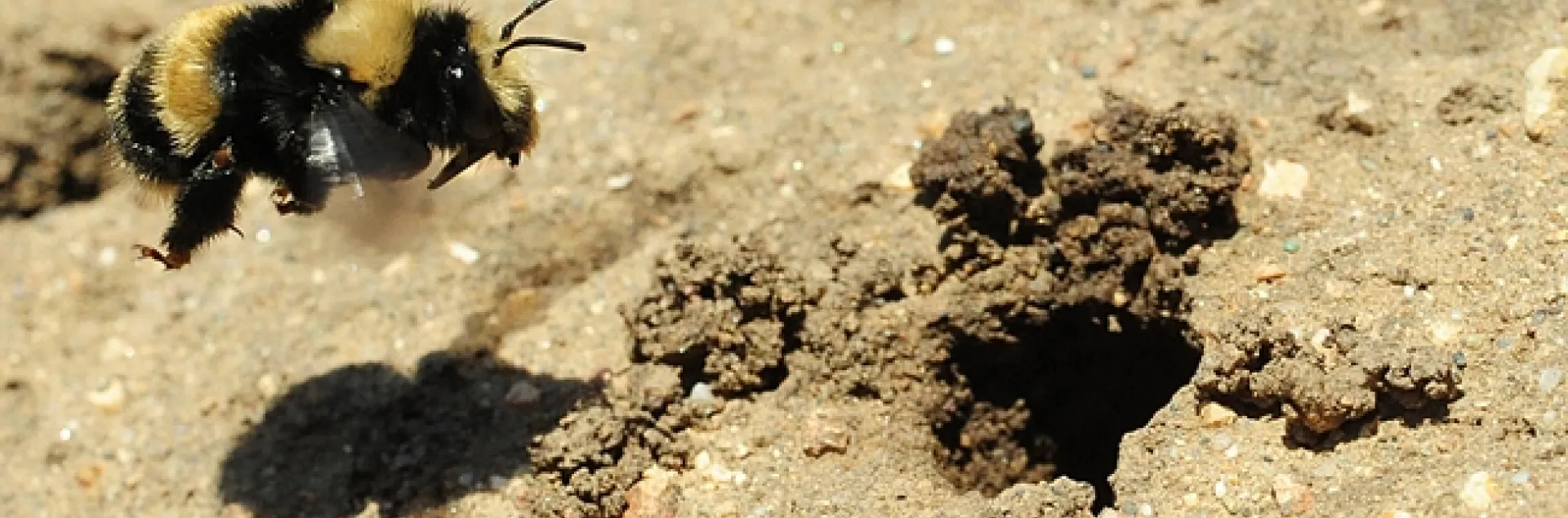 Female digger bee, Anthophora bomboides stanfordiana, heads for her nest. (Photo by Kathy Keatley Garvey)