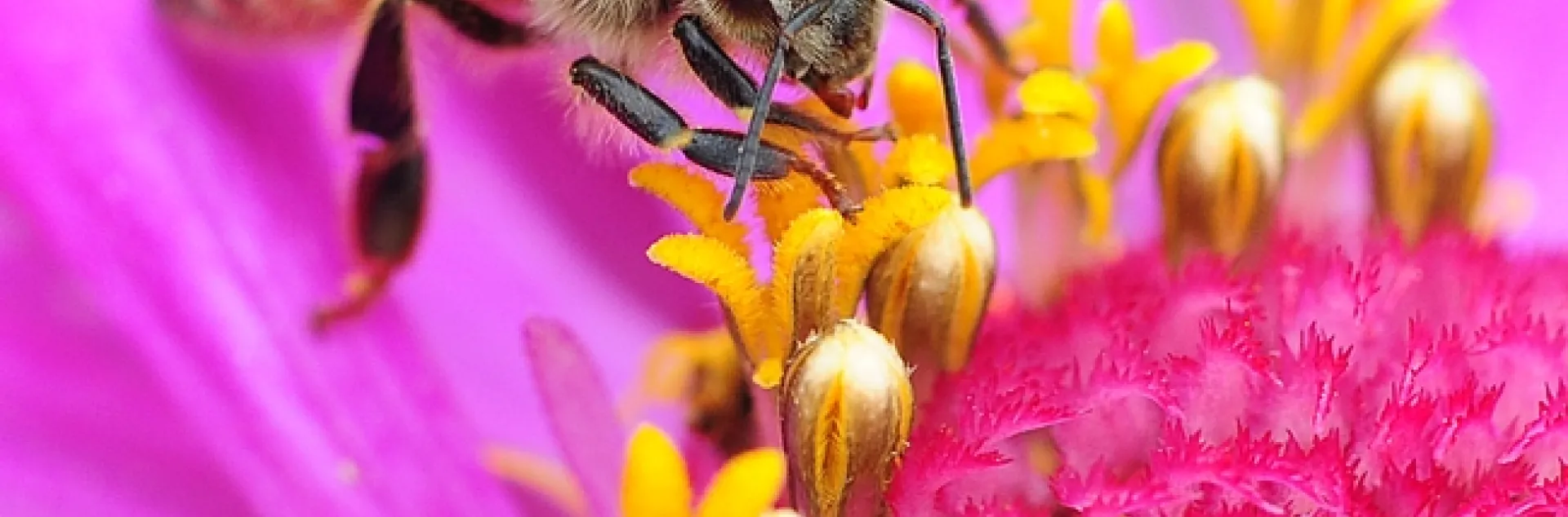 Honey bee nectaring on a zinnia in the Haagen-Dazs Honey Bee Haven. (Photo by Kathy Keatley Garvey)