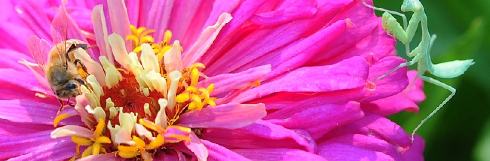 Honey bee nectars a zinnia, unaware of a predator eyeing her every move. (Photo by Kathy Keatley Garvey)