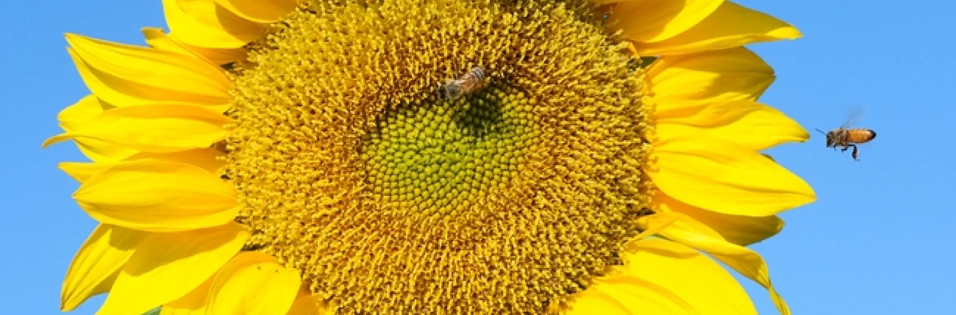 Honey bee heads for a sunflower in a field off Pedrick Road, Dixon. (Photo by Kathy Keatley Garvey)