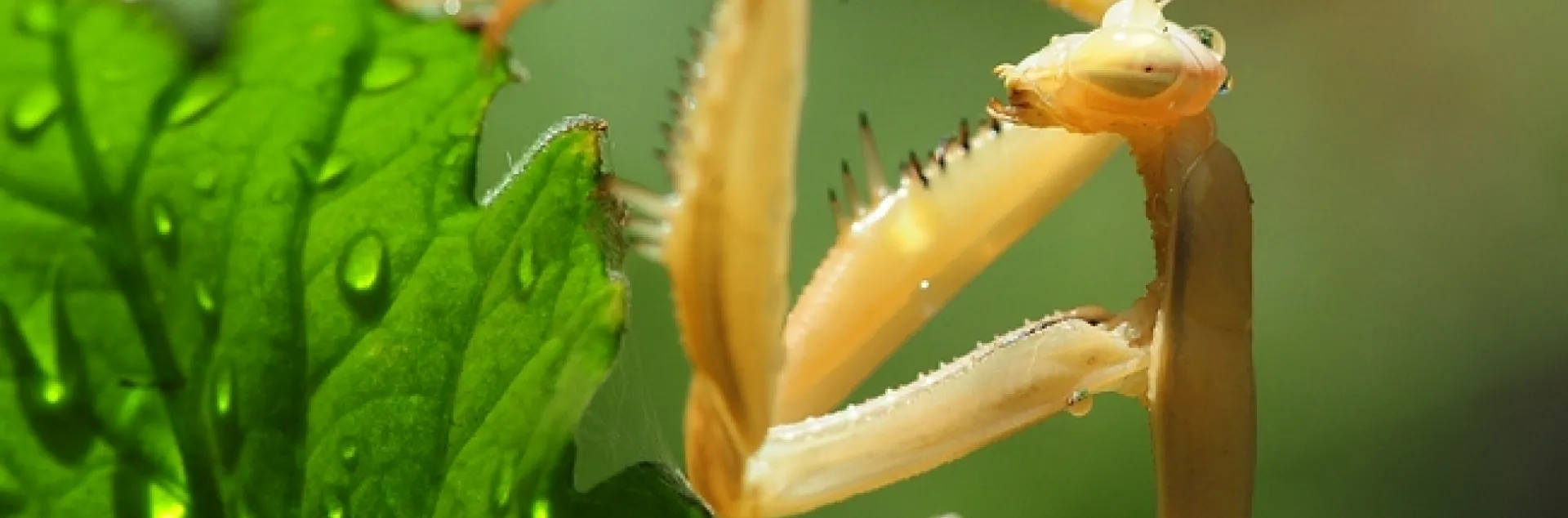 Praying mantis on a watered tomato plant. (Photo by Kathy Keatley Garvey)