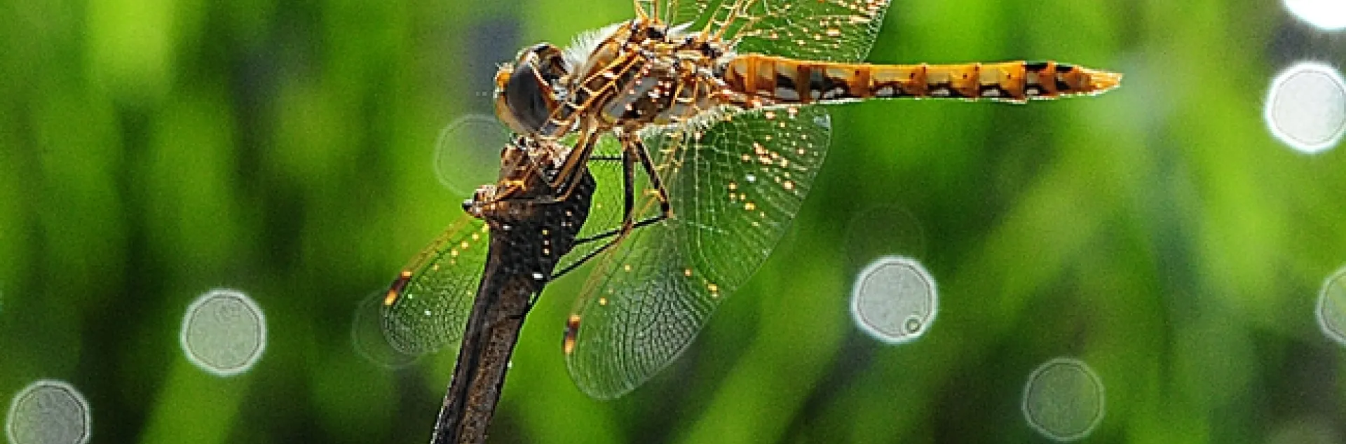 Variegated meadowhawk, Sympetrum corruptum, glows in the early morning. (Photo by Kathy Keatley Garvey)