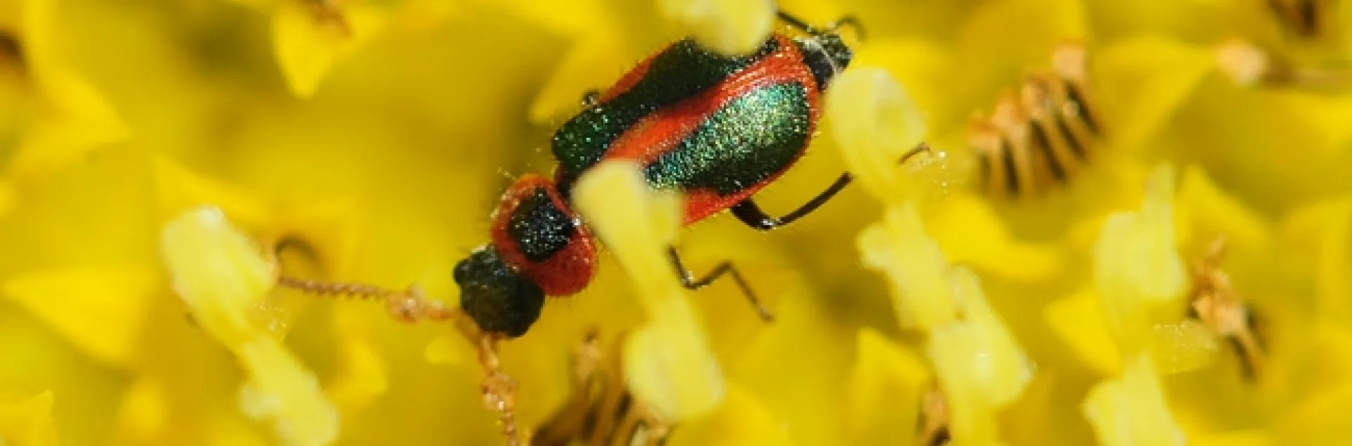 Melyrid beetle on a sunflower. (Photo by Kathy Keatley Garvey)