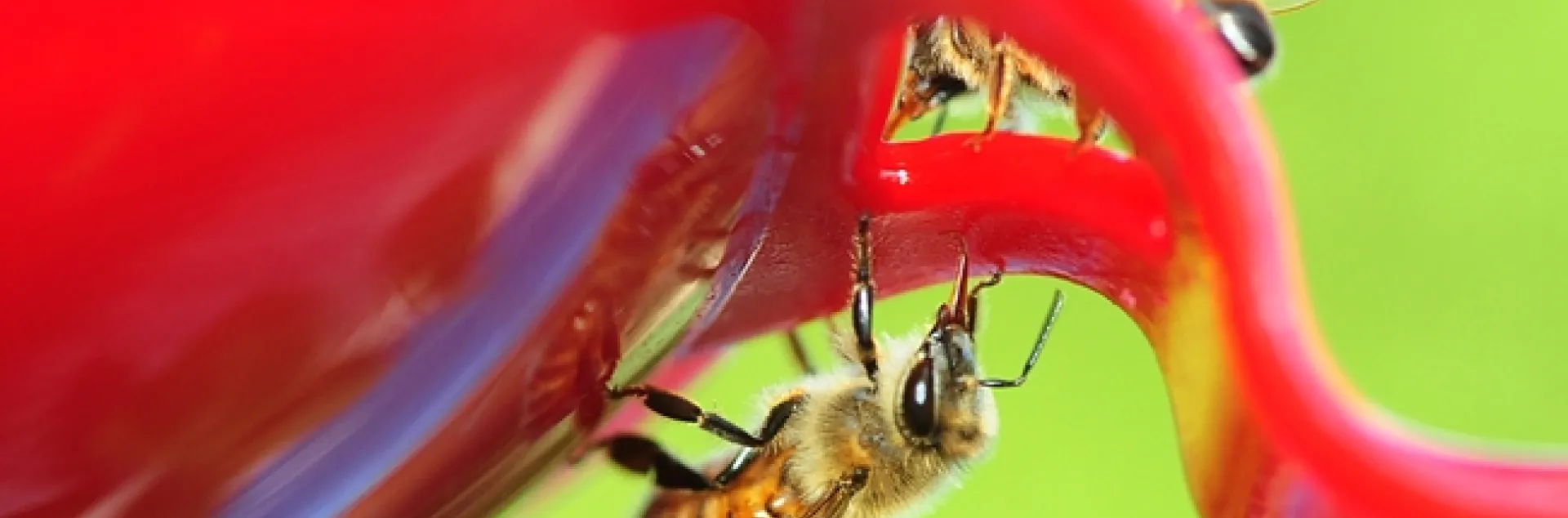 Honey bees licking the surface of a hummingbird feeder. (Photo by Kathy Keatley Garvey)