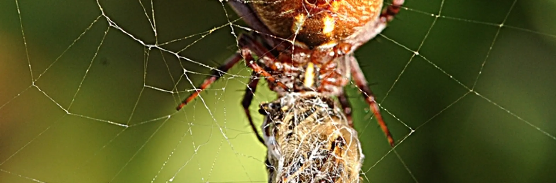 Orbweaver eating its wrapped prey, a honey bee. (Photo by Kathy Keatley Garvey)