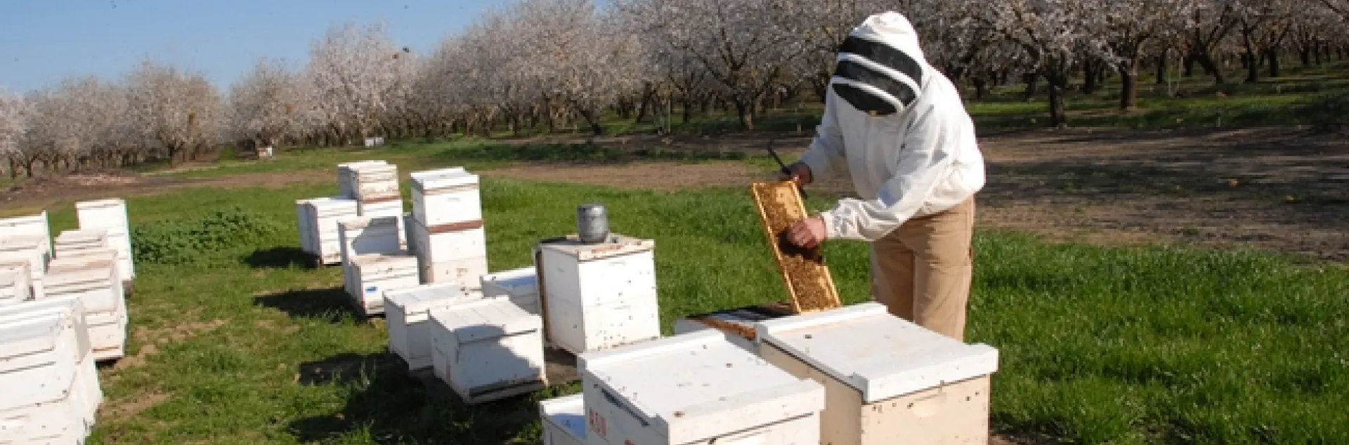 Bee breeder-geneticist Kim Fondrk of UC Davis manages the Robert Page specialized genetic stock. These bee hives were in a Dixon almond orchard. (Photo by Kathy Keatley Garvey)