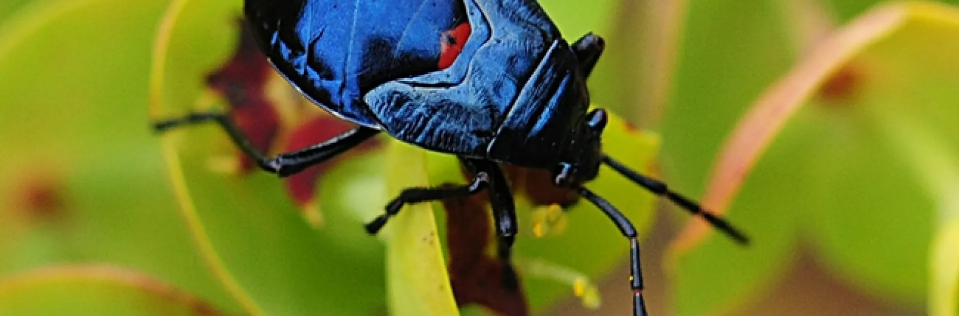 Close-up of a bordered plant bug, family Largidae. (Photo by Kathy Keatley Garvey)