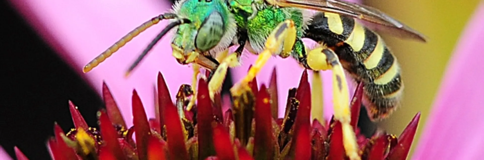 Male sweat bee, Agapostemon texanus, on a purple coneflower. (Photo by Kathy Keatley Garvey)