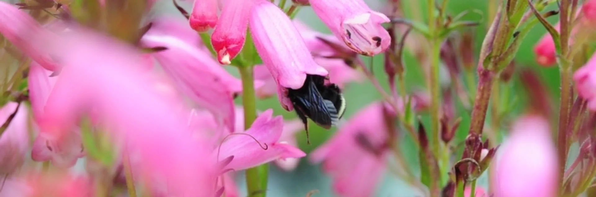 Yellow-faced bumble bee (Bombus vosnesenskii) crawls inside a penstemon, "Evelyn." (Photo by Kathy Keatley Garvey)