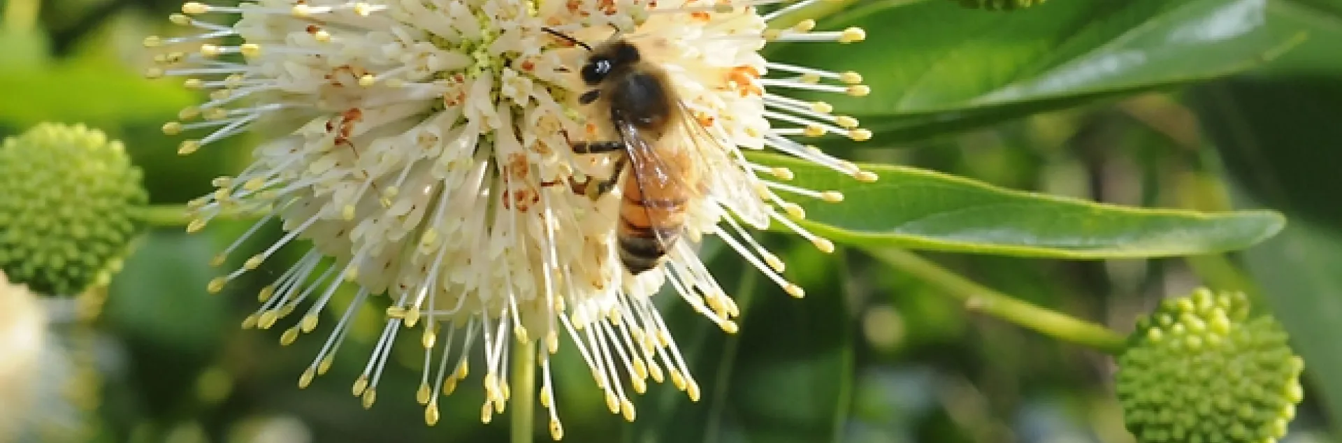 Honey bee foraging on a button willow, also known as a button bush (Cephalanthus occidentalis). (Photo by Kathy Keatley Garvey)