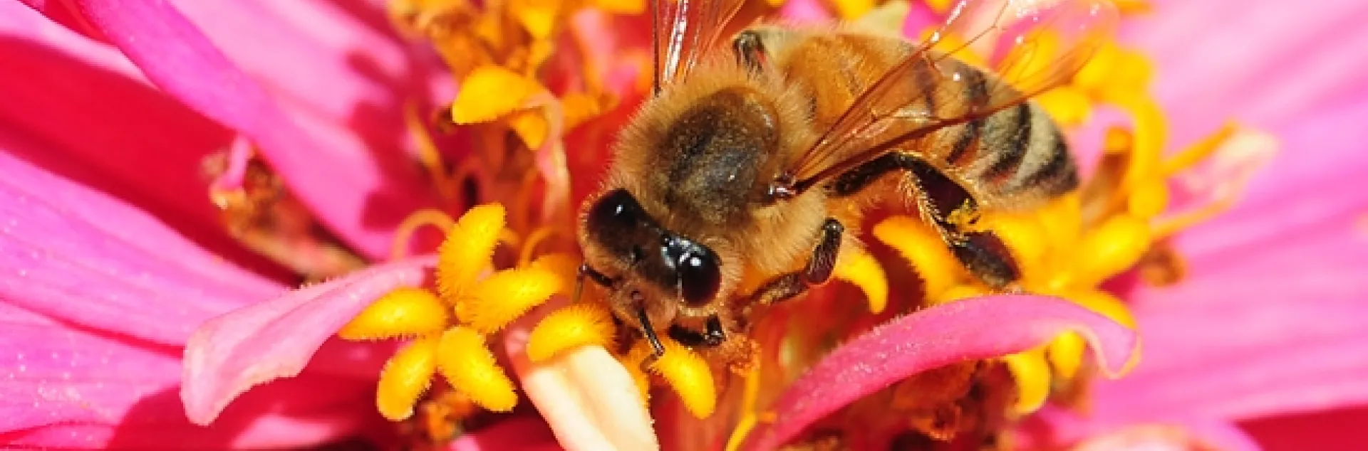 Honey bee nectaring in the Haagen-Dazs Honey Bee Haven at UC Davis. (Photo by Kathy Keatley Garvey)