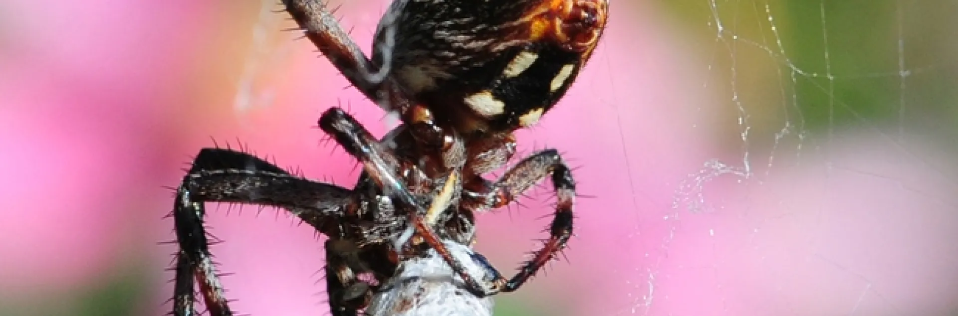 Freeloader fly sharing a meal with a spider. (Photo by Kathy Keatley Garvey)