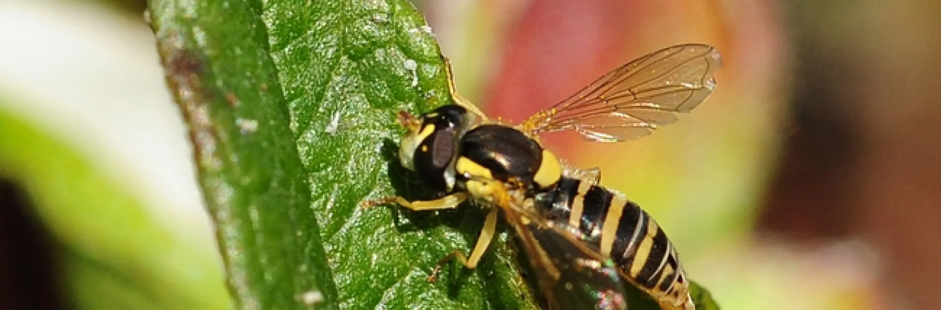 Syrphid fly (female Sphaerophoria), as identified by senior insect biosystematist Martin Hauser of the CDFA. (Photo by Kathy Keatley Gavrey)