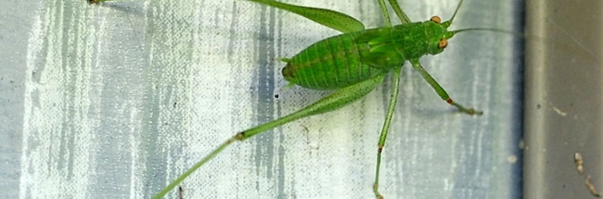 Katydid climbing a wall. (Photo by Kathy Keatley Garvey)