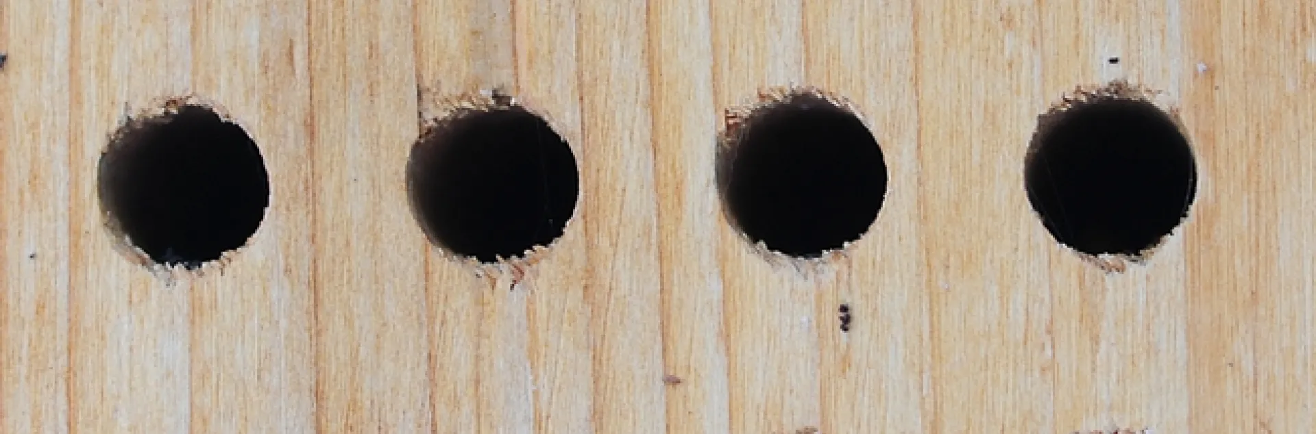 This bee condo, meant for blue orchard bees, is attracting a European wool carder bee, Anthidium manicatum. (Photo by Kathy Keatley Garvey)