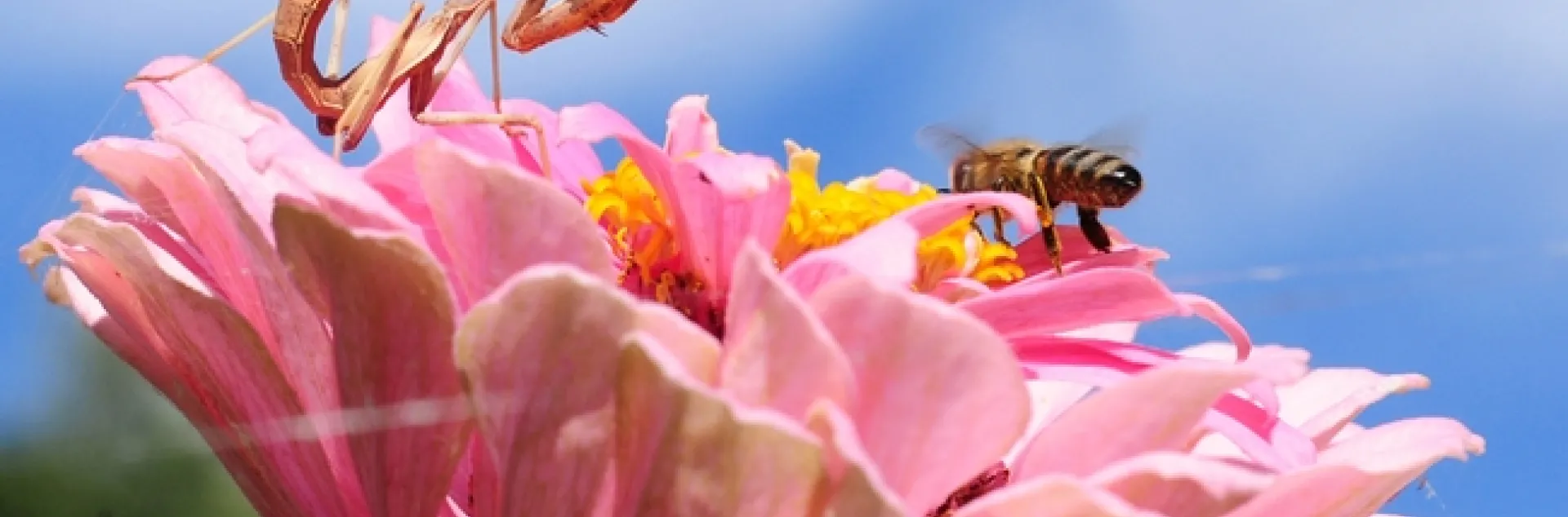 Unsuspecting honey bee lands on a zinnia occupied by a praying mantis lying in wait. (Photo by Kathy Keatley Garvey)