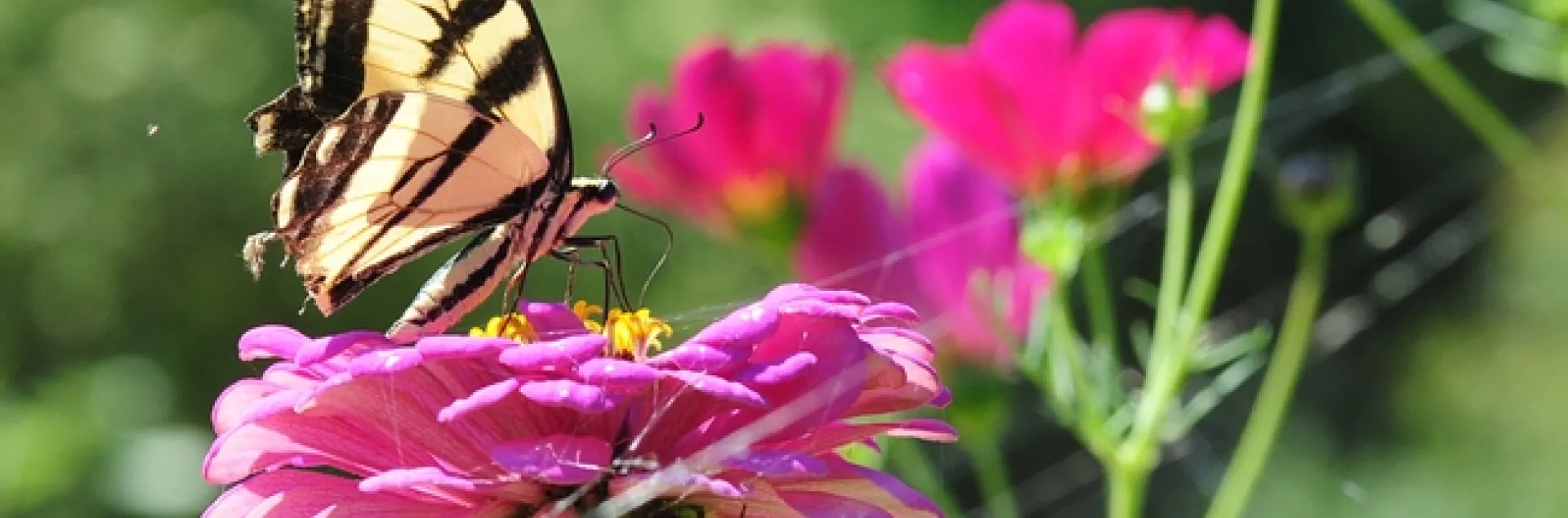 Western tiger swallowtail, Papilio rutulus, nectars on a zinnia, unaware of the danger lurking below. (Photo by Kathy Keatley Garvey)