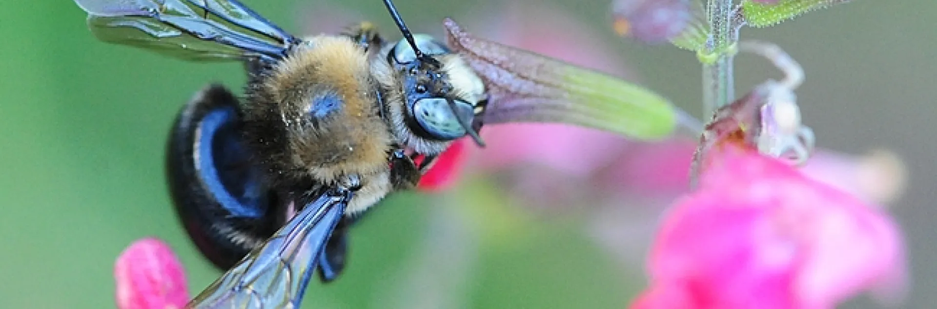 Male mountain or foothill carpenter bee, Xylocopa tabaniformis orpifex, on salvia. (Photo by Kathy Keatley Garvey)