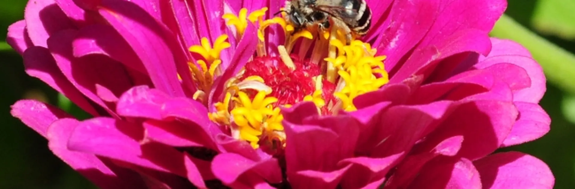 Female digger bee, Anthophora urbana, on zinnia. (Photo by Kathy Keatley Garvey),