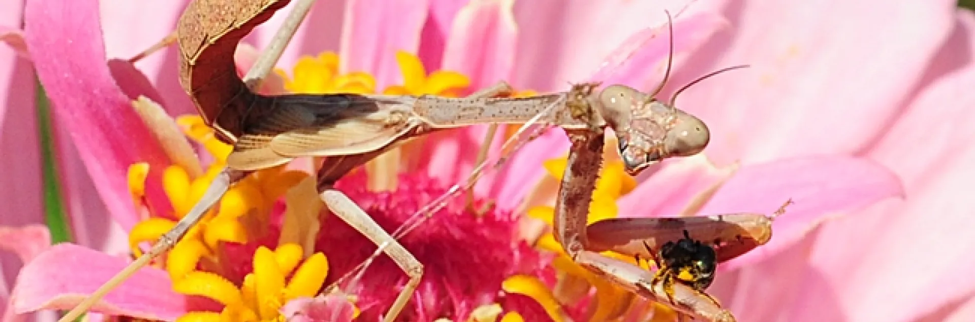What are you looking at? A praying mantis, with a female sweat bee grasped in its spiked forelegs, looks at the camera. (Photo by Kathy Keatley Garvey)