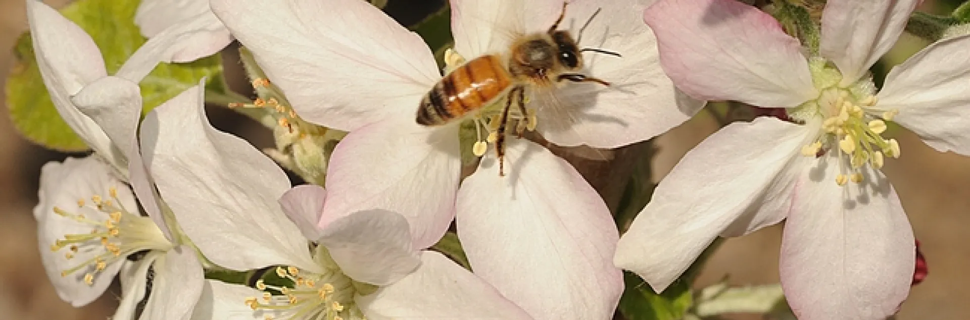 This photo of a honey bee on an almond blossom will appear on the WAS conference t-shirt. (Photo by Kathy Keatley Garvey)