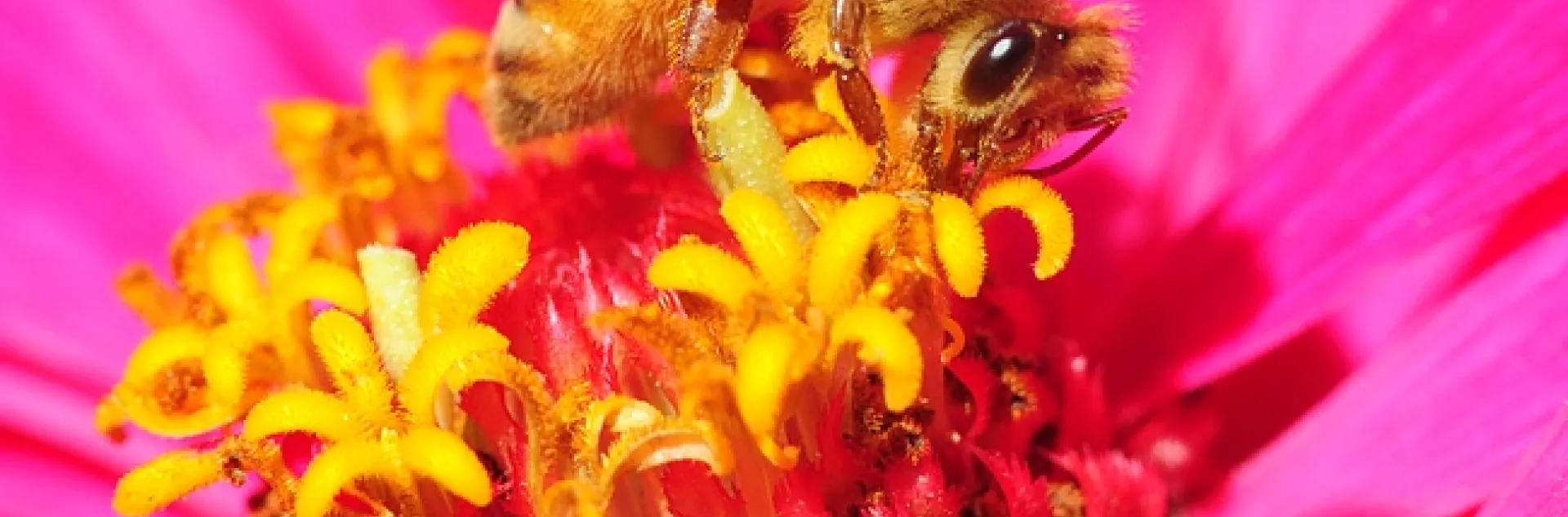 Italian honey bee forages on a zinnia. (Photo by Kathy Keatley Garvey)
