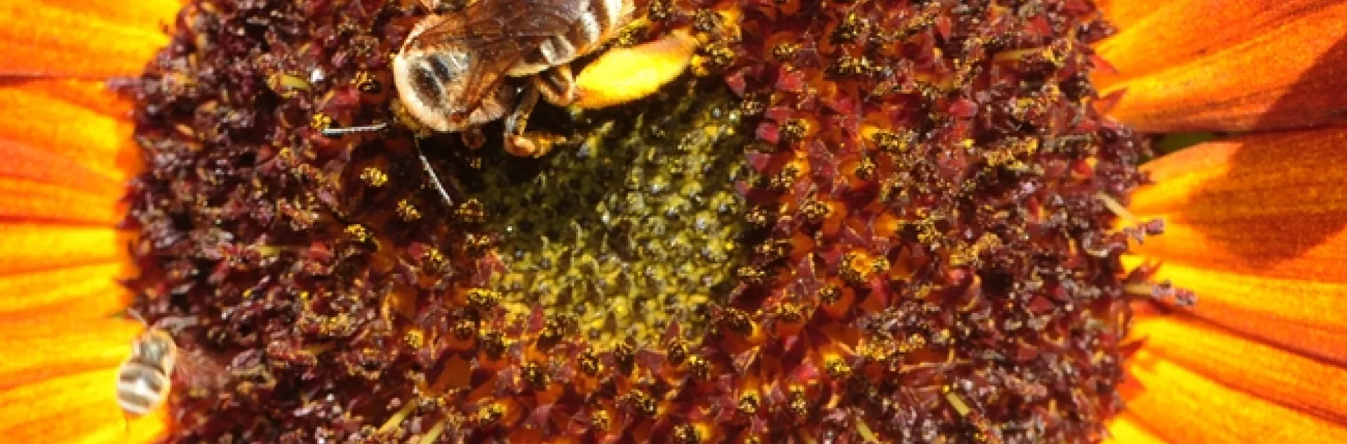 This photo shows a honey bee (bottom left), a sunflower bee, Svastra, and a sweat bee, Halictus ligatus, with another sweat bee, Halictus tripartus, coming in for a landing. (Photo by Kathy Keatley Garvey)